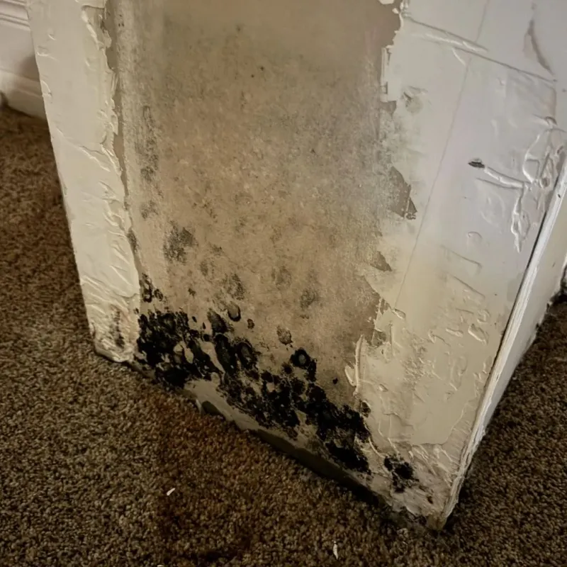 Professional Mold Removal in San Patricio County, TX